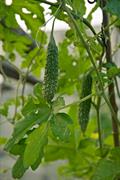 معرفی و راهنمای پرورش سبزی جات غیر برگی - خربزه تلخ